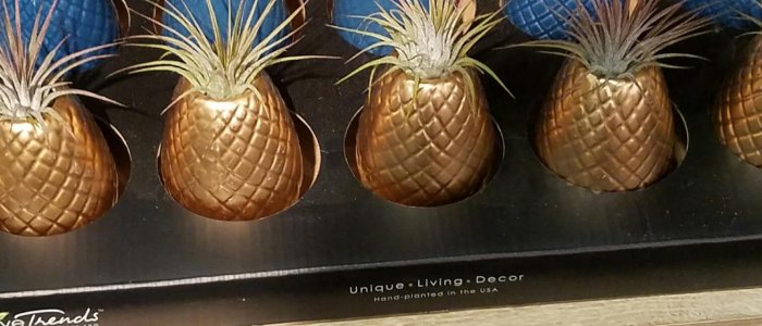 air plants planted in top of ceramic pineapple base.