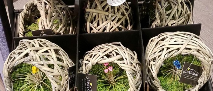 suculents, and airplants by Life Trends